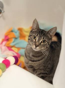 Domestic Short Hair Cats Available for Adoption in Broomall, Pennsylvania - Jessie Girl | PetCurious