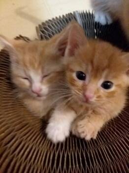 Rescue Domestic Short Hair Cats for Adoption - CAMILA | PetCurious