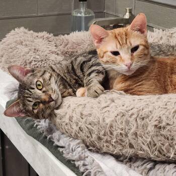Domestic Short Hair and Tabby Cats Available for Adoption in Monrovia, California - Phoenix | PetCurious