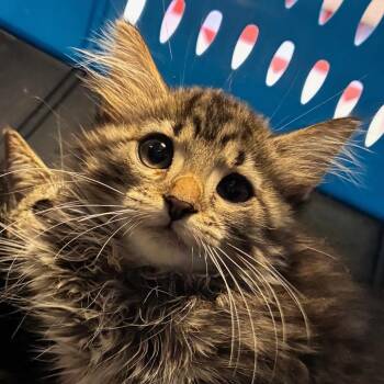 Mars -  Domestic Medium Hair Cat for Adoption in New York, New York - Mars | PetCurious