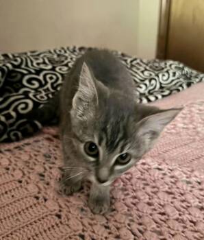 Starfish -  Domestic Short Hair Cat for Adoption in Bossier City, Louisiana - Starfish | PetCurious