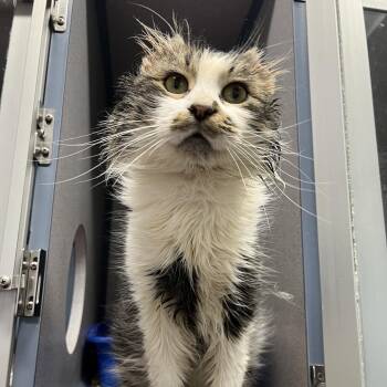 Domestic Long Hair Cats Available for Adoption - Shaggy | PetCurious
