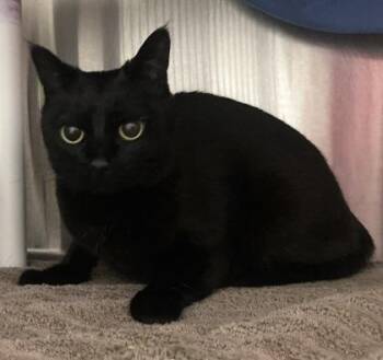 Domestic Short Hair Cats Available for Adoption in Cincinnati, Ohio - Jupiter | PetCurious