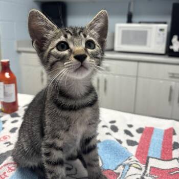 Squishy -  Domestic Short Hair Cat for Adoption in Riverside, California - Squishy | PetCurious