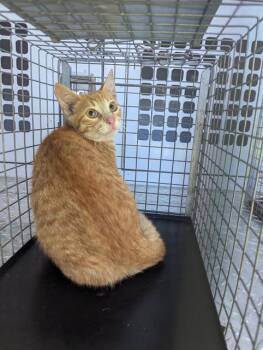 Rescue Domestic Short Hair Cats for Adoption in Palmetto, Florida - PUCK | PetCurious