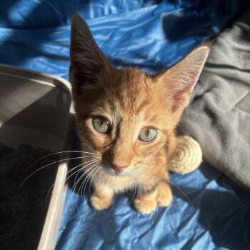 Topaz -  Domestic Short Hair Cat for Adoption in East Hanover, New Jersey - Topaz | PetCurious