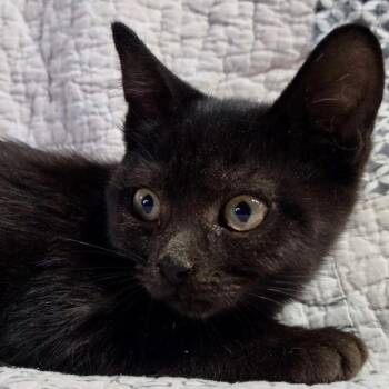 Briar -  Domestic Short Hair Cat for Adoption in NEW PT RICHEY, Florida - Briar | PetCurious