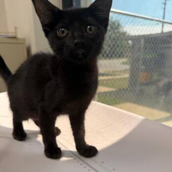 Adoptions -  Domestic Short Hair Cat for Adoption in Columbiana, Alabama - Adoptions | PetCurious