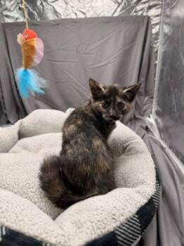 BERNICE -  Domestic Short Hair Cat for Adoption in Grovetown, Georgia - BERNICE | PetCurious