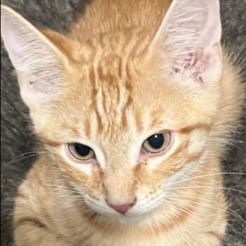 Solnyshka (Little Sun) -  Tabby Cat for Adoption in Westland, Michigan - Solnyshka (Little Sun) | PetCurious