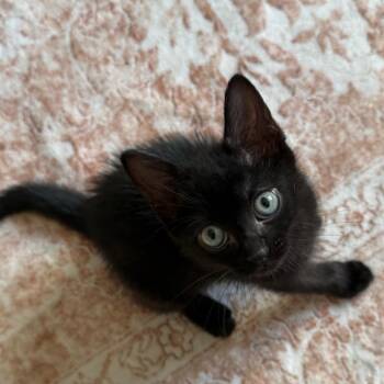 Cher 3 -  Domestic Short Hair Cat for Adoption - Cher 3 | PetCurious