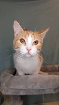 Rescue Domestic Short Hair and Tabby Cats for Adoption in Hartwell, Georgia - 7405 Plunger | PetCurious