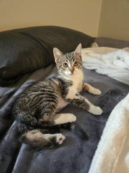 Domestic Short Hair Cats Available for Adoption - Lena | PetCurious