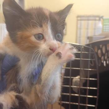 Ceres -  Domestic Short Hair Cat for Adoption in Lynchburg, Virginia - Ceres | PetCurious