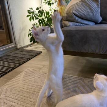 Sagan -  Domestic Short Hair and Turkish Van Cat for Adoption in Elfin Forest, California - Sagan | PetCurious