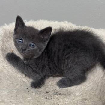 French Fry -  Domestic Short Hair Cat for Adoption in Bristol, Indiana - French Fry | PetCurious