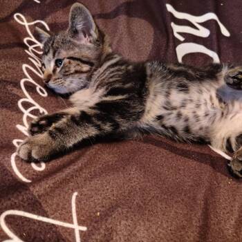 Rescue Domestic Short Hair Cats for Adoption in Bentonville, Arkansas - Tom Cruise | PetCurious