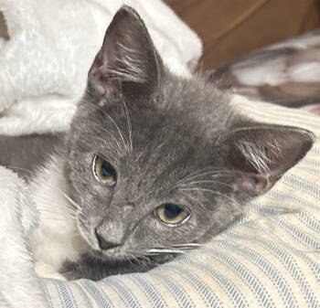 Rescue Tuxedo and Domestic Short Hair Cats for Adoption - ZHIVAGO | PetCurious