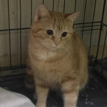 Domestic Short Hair Cats Available for Adoption - Fanta (2926FSHO2) | PetCurious