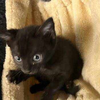 Sparkles -  Domestic Short Hair Cat for Adoption in San Antonio, Texas - Sparkles | PetCurious