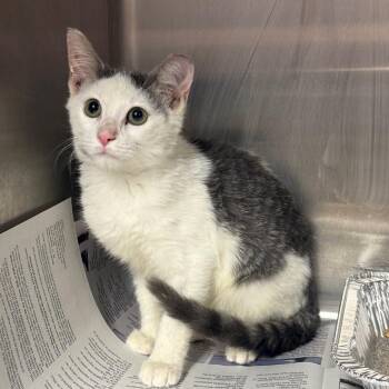 Drummer Boy -  Domestic Short Hair Cat for Adoption in Pauls Valley, Oklahoma - Drummer Boy | PetCurious