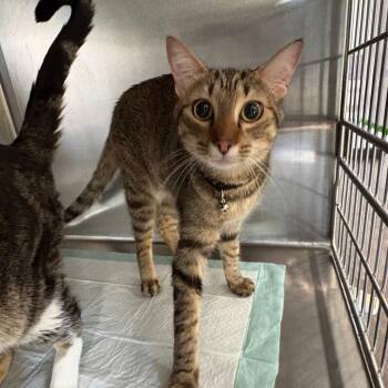 Tiger -  Domestic Short Hair Cat for Adoption in Tulsa, Oklahoma - Tiger | PetCurious