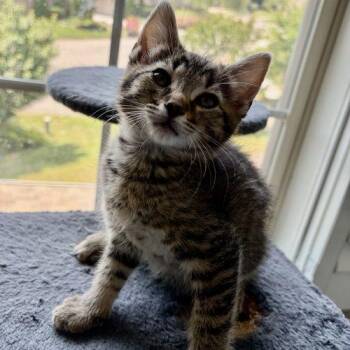 Domestic Short Hair Cats Available for Adoption in Knoxville, Tennessee - Daniel | PetCurious