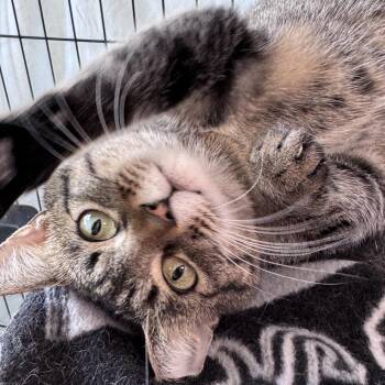Jerusalem -  Domestic Short Hair Cat for Adoption in Mokena, Illinois - Jerusalem | PetCurious