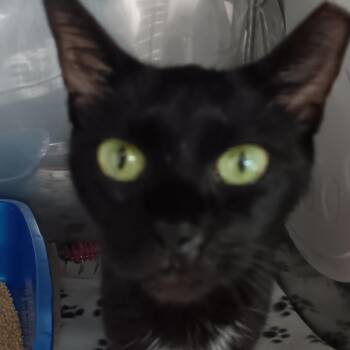 Wednesday -  Domestic Short Hair Cat for Adoption in Jupiter, Florida - Wednesday | PetCurious