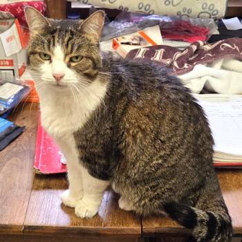 Domestic Short Hair Cats Available for Adoption in Guelph, Ontario - Kelty | PetCurious