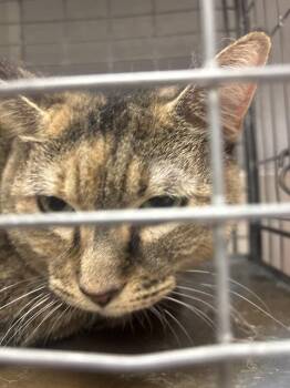 EMBER -  Domestic Medium Hair Cat for Adoption in Las Vegas, Nevada - EMBER | PetCurious