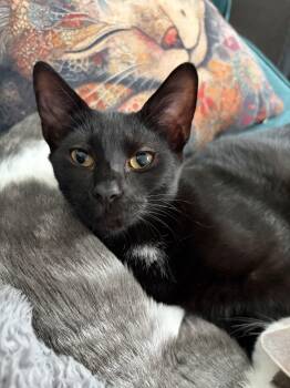 Ripley -  Domestic Short Hair Cat for Adoption in Norfolk, Virginia - Ripley | PetCurious