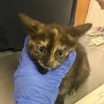 Domestic Medium Hair Cats Available for Adoption in Charleston, West Virginia - Pinkie Pie | PetCurious