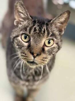 Rescue Domestic Short Hair Cats for Adoption in Batavia, Ohio - Alchemy | PetCurious
