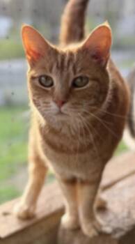 Domestic Short Hair Cats Available for Adoption in Johnson City, Tennessee - Peaches2 | PetCurious