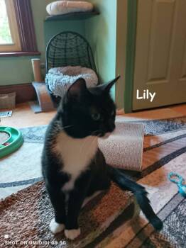 Lily, Springles & Snuggles -  Domestic Short Hair Cat for Adoption in Brantford, Ontario - Lily, Springles & Snuggles | PetCurious