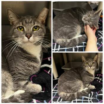 Mimi -  Domestic Short Hair Cat for Adoption in Dublin, Virginia - Mimi | PetCurious
