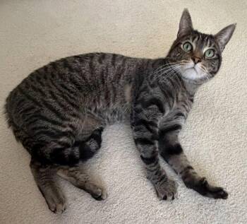 Hudson -  Tabby Cat for Adoption in Palo Alto, California - Hudson | PetCurious