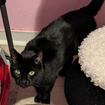 Domestic Short Hair Cats Available for Adoption - Peter | PetCurious