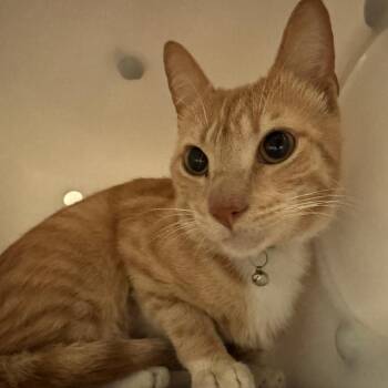 Domestic Short Hair Cats Available for Adoption in Columbus, Georgia - 05/11/2026-Stray-ManchesterExpressway | PetCurious
