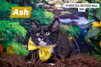 Ash -  Domestic Long Hair Cat for Adoption in Sevierville, Tennessee - Ash | PetCurious
