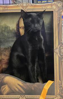 Onion Salt aka Bat Boi -  Domestic Short Hair Cat for Adoption in Brentwood, California - Onion Salt Aka Bat Boi | PetCurious