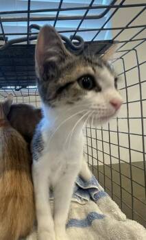 HONEY -  Domestic Short Hair Cat for Adoption in Fort Myers, Florida - HONEY | PetCurious