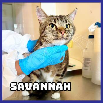 Savannah -  Domestic Short Hair Cat for Adoption in Glenwood, Minnesota - Savannah | PetCurious