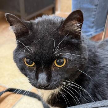 Baby -  Domestic Medium Hair Cat for Adoption in Midland, Texas - Baby | PetCurious