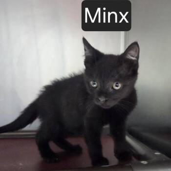 Minx -  Domestic Short Hair Cat for Adoption in Snow Hill, North Carolina - Minx | PetCurious