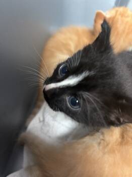 Rescue Domestic Short Hair Cats for Adoption in Fort Walton Beach, Florida - LICORICE | PetCurious