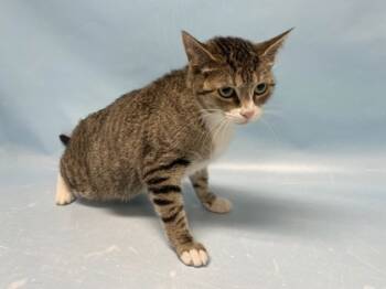 Rescue Domestic Short Hair Cats for Adoption in Golden Valley, Minnesota - Jesse | PetCurious