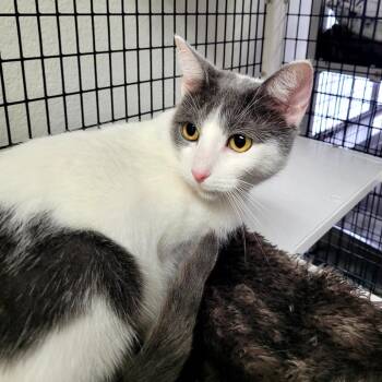 Domestic Short Hair Cats Available for Adoption in Belfair, Washington - Polly | PetCurious