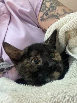 Ozzy -  Domestic Medium Hair Cat for Adoption in Ontario, New York - Ozzy | PetCurious